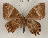  (Saribia decaryi - CCDB-02225-H03)  @14 [ ] Copyright (2009) Unspecified The Research Collection of David C. Lees