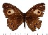  (Heteropsis mimetica - CK510)  @14 [ ] Copyright (2015) David.C .Lees Cambridge University Department of Zoologyu