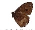  ( - CK92-0005)  @13 [ ] Copyright (2015) David.C .Lees Cambridge University Department of Zoologyu