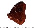  ( - CK93-0011)  @13 [ ] Copyright (2015) David.C .Lees Cambridge University Department of Zoologyu