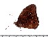  ( - DL0024B)  @12 [ ] Copyright (2015) David.C .Lees Cambridge University Department of Zoologyu