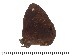  (Heteropsis wardii - DL0031)  @13 [ ] Copyright (2015) David.C .Lees Cambridge University Department of Zoologyu