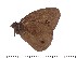  ( - DL0033)  @12 [ ] Copyright (2015) David.C .Lees Cambridge University Department of Zoologyu