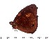  ( - DL01-119)  @14 [ ] Copyright (2015) David.C .Lees Cambridge University Department of Zoologyu