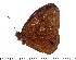  (Heteropsis anganavo - DL01-210)  @14 [ ] Copyright (2015) David.C .Lees Cambridge University Department of Zoologyu