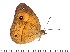  (Heteropsis laeta - DL02-402)  @14 [ ] Copyright (2015) David.C .Lees Cambridge University Department of Zoologyu