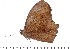  (Heteropsis ankoma - DL03-26)  @14 [ ] Copyright (2015) David.C .Lees Cambridge University Department of Zoologyu