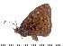  (Strabena - DL05-599)  @14 [ ] Copyright (2015) David.C .Lees Cambridge University Department of Zoologyu