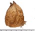 (Heteropsis drepana - DL06-1054)  @12 [ ] Copyright (2015) David.C .Lees Cambridge University Department of Zoologyu