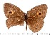  (Heteropsis oberthueri - DL06-118)  @13 [ ] Copyright (2015) David.C .Lees Cambridge University Department of Zoologyu