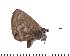  (Eicochrysops pauliani - DL06-422)  @11 [ ] Copyright (2015) David.C .Lees Cambridge University Department of Zoologyu