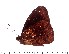  (Heteropsis passandava - DL06-541)  @14 [ ] Copyright (2015) David.C .Lees Cambridge University Department of Zoologyu