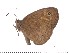  (Heteropsis turbata - DL06-722)  @12 [ ] Copyright (2015) David.C .Lees Cambridge University Department of Zoologyu