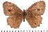  (Heteropsis viettei - DL06-865)  @14 [ ] Copyright (2015) David.C .Lees Cambridge University Department of Zoologyu
