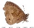  (Heteropsis westwoodi - DL06-980)  @14 [ ] Copyright (2015) David.C .Lees Cambridge University Department of Zoologyu