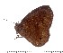  ( - DL14AM-051)  @13 [ ] Copyright (2015) David.C .Lees Cambridge University Department of Zoologyu