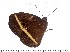  (Heteropsis vola - DL14AM-137)  @12 [ ] Copyright (2015) David.C .Lees Cambridge University Department of Zoologyu