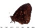  ( - DL14AM-152)  @13 [ ] Copyright (2015) David.C .Lees Cambridge University Department of Zoologyu