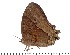  (Heteropsis uniformis - DL14A-0222)  @14 [ ] Copyright (2015) David.C .Lees Cambridge University Department of Zoologyu