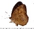  (Heteropsis iboina - DL14A-0275)  @14 [ ] Copyright (2015) David.C .Lees Cambridge University Department of Zoologyu