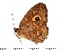  (Heteropsis avaratra - DL14A-0318)  @15 [ ] Copyright (2015) David.C .Lees Cambridge University Department of Zoologyu