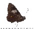  (Celaenorrhinus landryi - DL14A-0325)  @12 [ ] Copyright (2015) David.C .Lees Cambridge University Department of Zoologyu