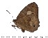  (Heteropsis sabas - DL14A-0348)  @12 [ ] Copyright (2015) David.C .Lees Cambridge University Department of Zoologyu