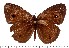  ( - DL14A-0363)  @14 [ ] Copyright (2015) David.C .Lees Cambridge University Department of Zoologyu