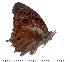  (Heteropsis mabillei - DL14M0-0003)  @11 [ ] Copyright (2015) David.C .Lees Cambridge University Department of Zoologyu