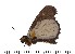  (Hovala dispar - DL14M0-0005)  @11 [ ] Copyright (2015) David.C .Lees Cambridge University Department of Zoologyu