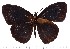 (Heteropsis narova - DL14M0-0018)  @14 [ ] Copyright (2015) David.C .Lees Cambridge University Department of Zoologyu