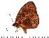  ( - DL14M0-0019)  @13 [ ] Copyright (2015) David.C .Lees Cambridge University Department of Zoologyu