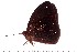  ( - DL14M0-0020)  @13 [ ] Copyright (2015) David.C .Lees Cambridge University Department of Zoologyu