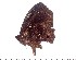  ( - DL14M0-0021)  @13 [ ] Copyright (2015) David.C .Lees Cambridge University Department of Zoologyu