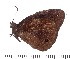  ( - DL14M2-0001)  @14 [ ] Copyright (2015) David.C .Lees Cambridge University Department of Zoologyu