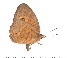  (Heteropsis barbarae - DL14M-0033)  @13 [ ] Copyright (2015) David.C .Lees Cambridge University Department of Zoologyu