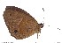  (Heteropsis kremenae - DL14M-0037)  @13 [ ] Copyright (2015) David.C .Lees Cambridge University Department of Zoologyu