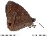  (Heteropsis erebina - DL14M-0045)  @14 [ ] Copyright (2015) David.C .Lees Cambridge University Department of Zoologyu