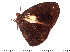  (Heteropsis strato - DL14M-0048)  @13 [ ] Copyright (2015) David.C .Lees Cambridge University Department of Zoologyu