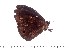  ( - DL14M-0093)  @13 [ ] Copyright (2015) David.C .Lees Cambridge University Department of Zoologyu
