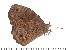  (Heteropsis harveyi - DL14R-206)  @14 [ ] Copyright (2015) David.C .Lees Cambridge University Department of Zoologyu