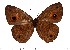  ( - DL14R-230)  @14 [ ] Copyright (2015) David.C .Lees Cambridge University Department of Zoologyu