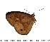  ( - DL14R-231)  @12 [ ] Copyright (2015) David.C .Lees Cambridge University Department of Zoologyu