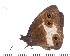  ( - DL14R-235)  @14 [ ] Copyright (2015) David.C .Lees Cambridge University Department of Zoologyu