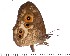  (Heteropsis cowani - DL14Z-050)  @13 [ ] Copyright (2015) David.C .Lees Cambridge University Department of Zoologyu
