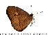  (Heteropsis tianae - DL14Z-051)  @12 [ ] Copyright (2015) David.C .Lees Cambridge University Department of Zoologyu