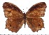  ( - DL93-0001)  @14 [ ] Copyright (2015) David.C .Lees Cambridge University Department of Zoologyu