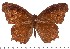  ( - DL93-0018)  @14 [ ] Copyright (2015) David.C .Lees Cambridge University Department of Zoologyu