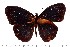  ( - DL93-0034)  @13 [ ] Copyright (2015) David.C .Lees Cambridge University Department of Zoologyu