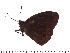  ( - DL93-0039)  @13 [ ] Copyright (2015) David.C .Lees Cambridge University Department of Zoologyu